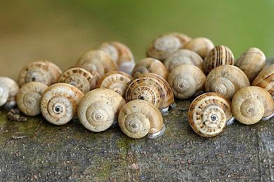 《原子之心》魅魔冰箱“诺拉”内部设定图 别家冰箱制冷它发烧